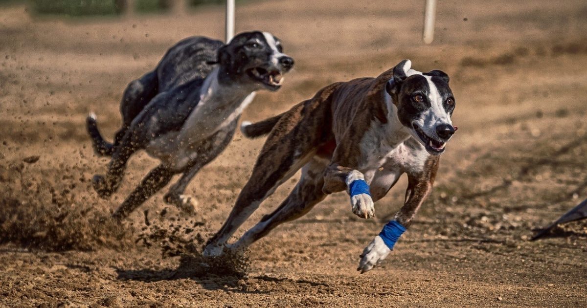 Irish Greyhound Derby Betting Odds