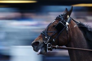 NZ horse racing betting